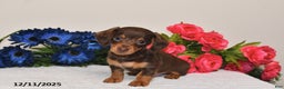 Miniature Dachshund dogs for sale: Ollie - Ad 4