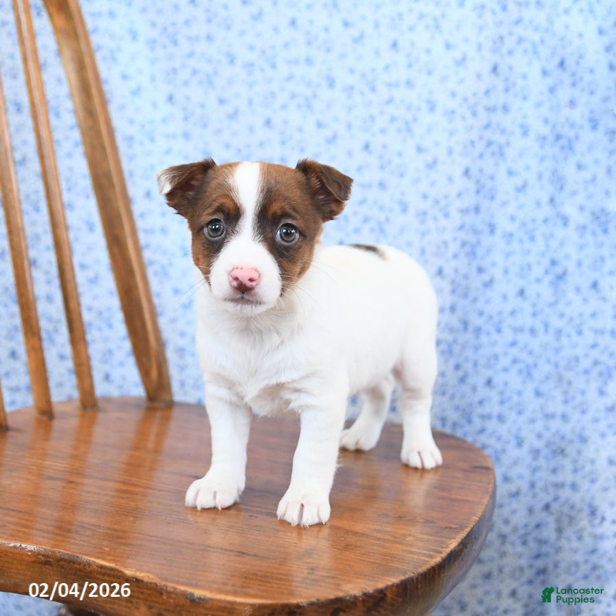 Jack Russell Terrier dogs Mocha - Ad 2