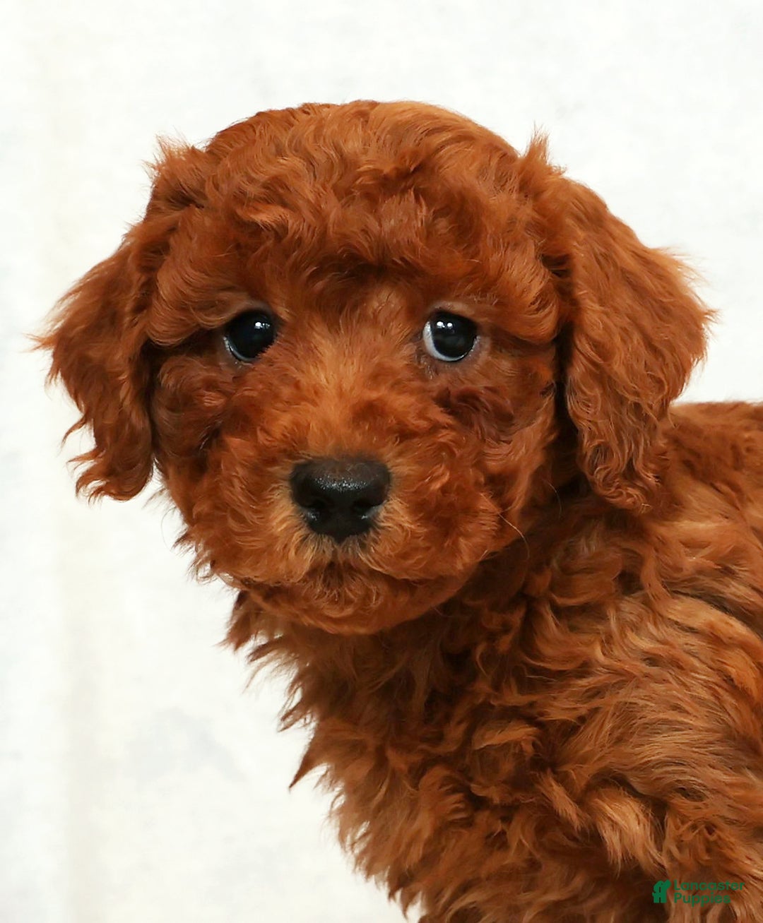 Bichpoo dogs for sale: Ender - Ad 9