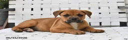 Mixed Breed dogs for sale: Bingo - Ad 3