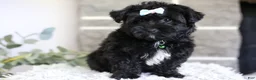 Yorkiepoo dogs for sale: Pixie - Ad 14