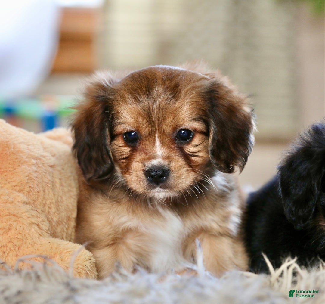 Mixed Breed dogs for sale: Cavalon Sparkle - Ad 5