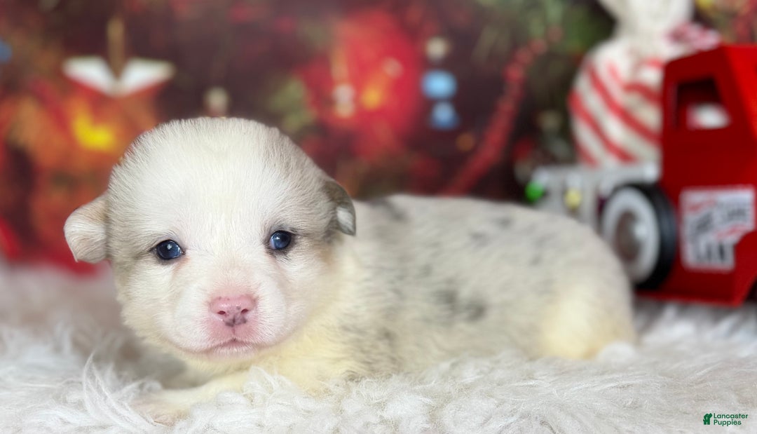 Welsh Corgi Pembroke dogs for sale: ACA Frost DNA clear bobtail Bluie Fluffy Carrier  - Ad 4