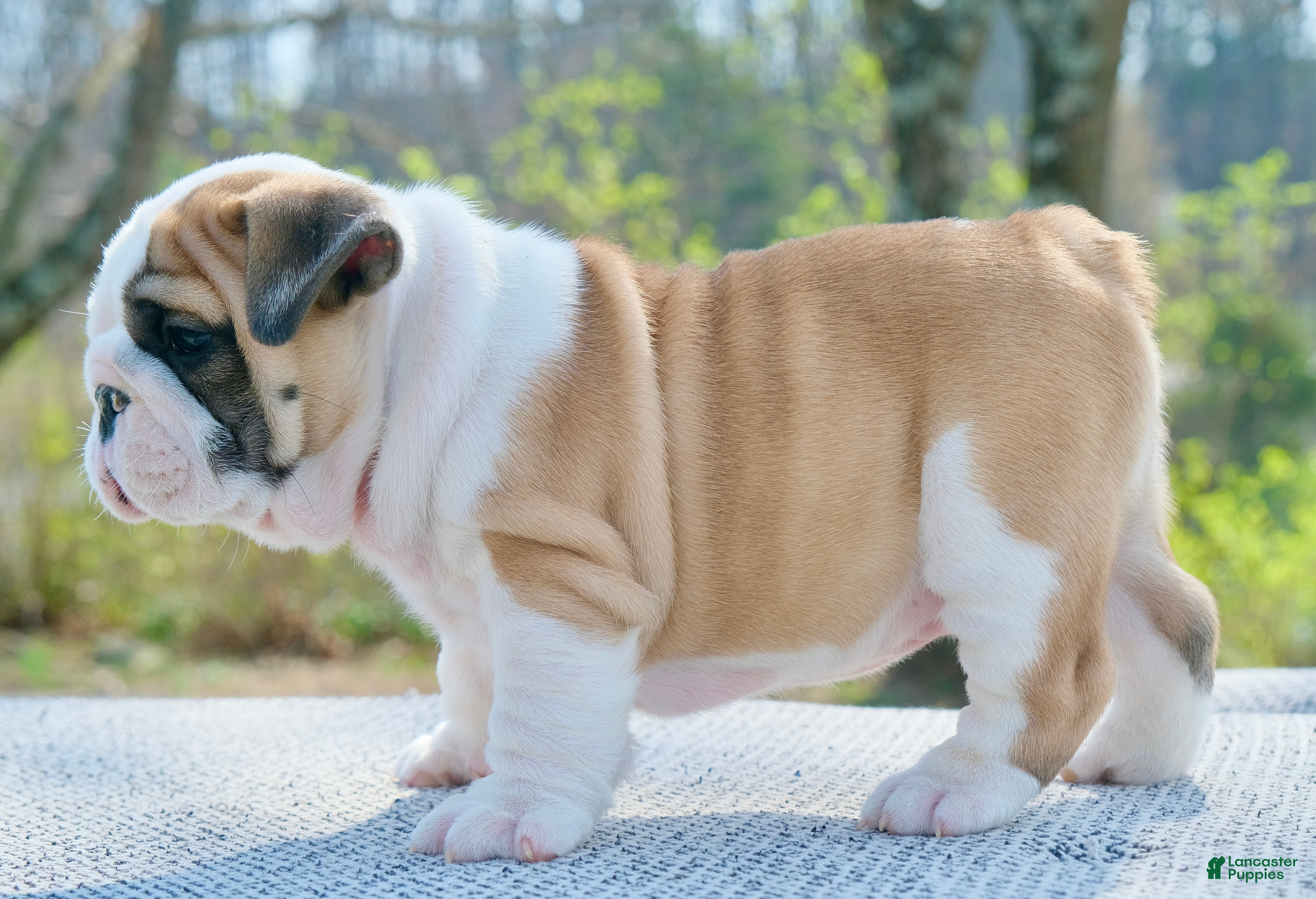 English Bulldog dogs George - Ad 2
