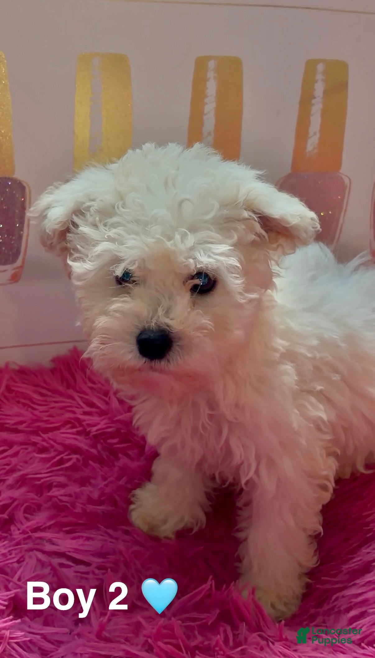 Maltipoo dogs Boy 2 (Titan) - Ad 21