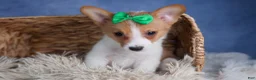 Welsh Corgi Pembroke dogs for sale: Larson - Ad 12