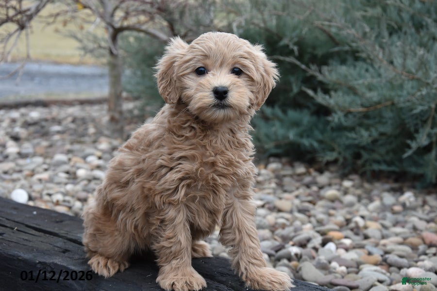Mini Goldendoodle dogs Bristol - Ad 35