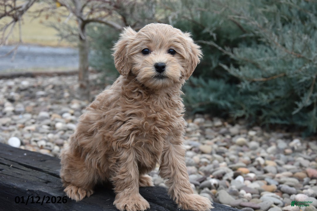 Mini Goldendoodle dogs for sale: Bristol - Ad 1