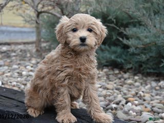 Mini Goldendoodle dogs Bristol - Ad 35