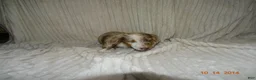 Miniature Dachshund dogs for sale: Bear  - Ad 6