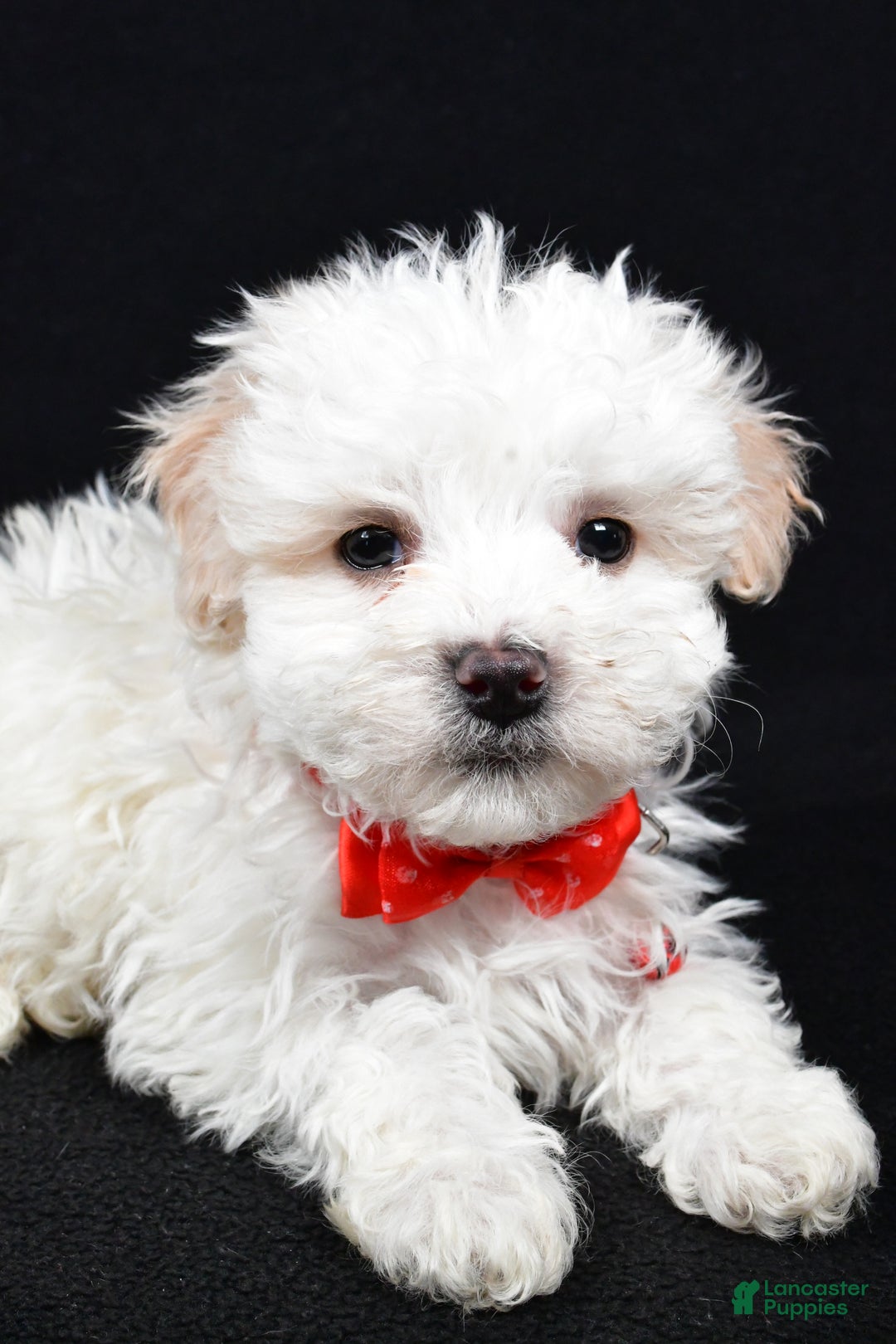 Maltipoo dogs for sale: Valen - Ad 3