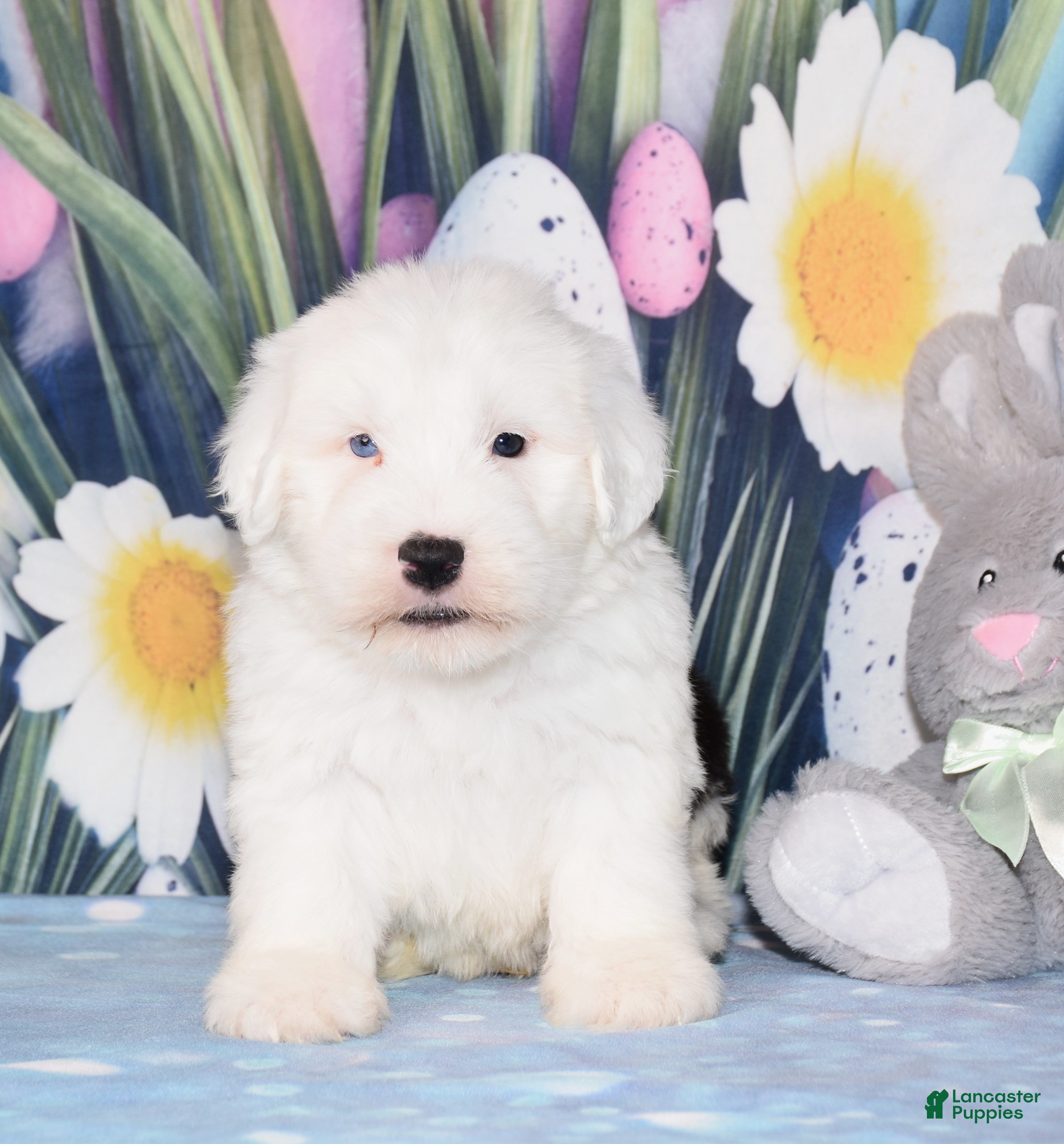 Old English Sheepdog dogs Thor - 1 blue eye - Ad 1