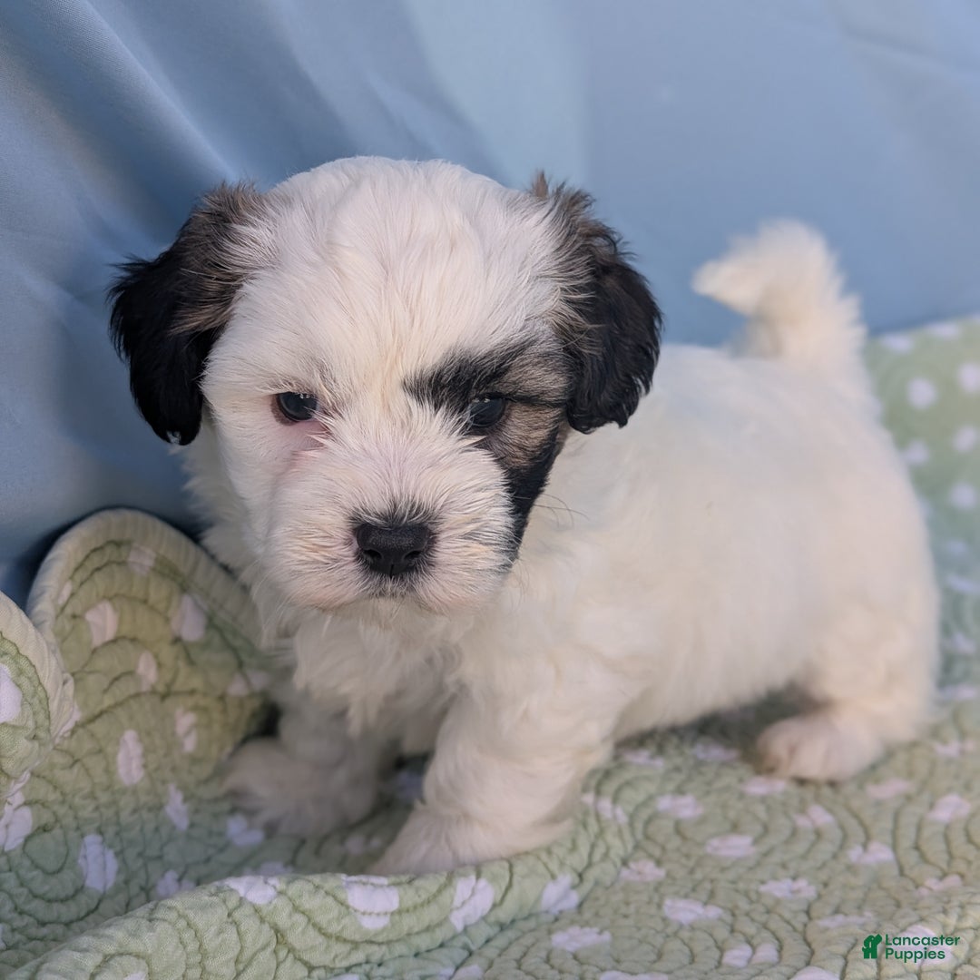 Teddy Bear dogs for sale: Snowflake - Ad 11