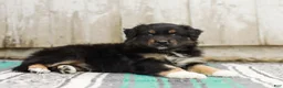 Australian Shepherd dogs for sale: Tori - Ad 5