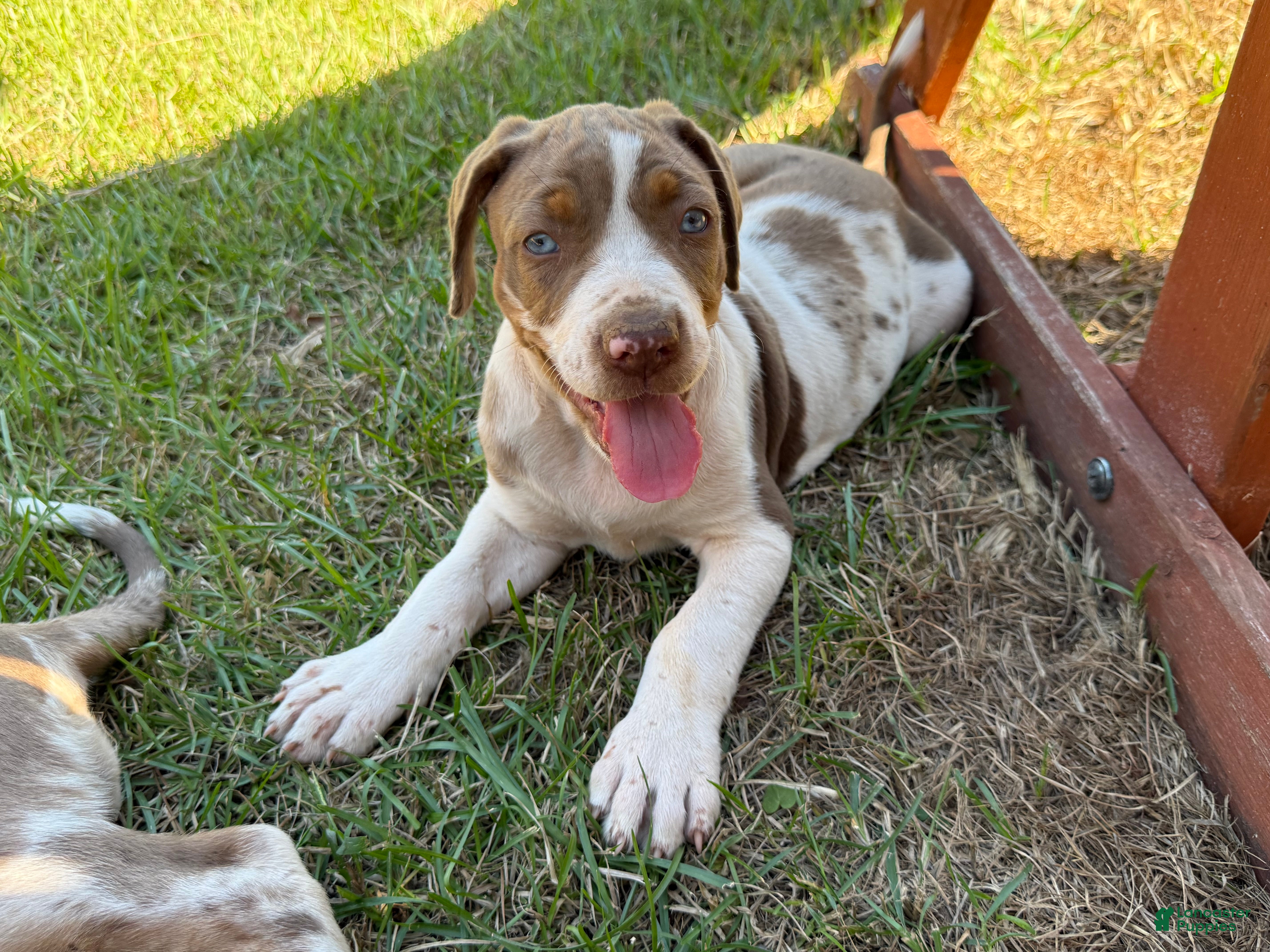 Catahoula Leopard Dog dogs for sale: Benelli “Nelli” - Ad 1