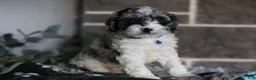 Cavapoo dogs for sale: Hudson - Ad 4