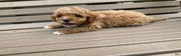Miniature Poodle dogs for sale: Pooh - Ad 5