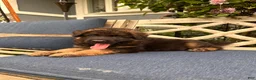 German Shepherd dogs for sale: Jasper - Ad 4