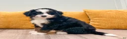 Mini Bernedoodle dogs for sale: Isabella - Ad 1