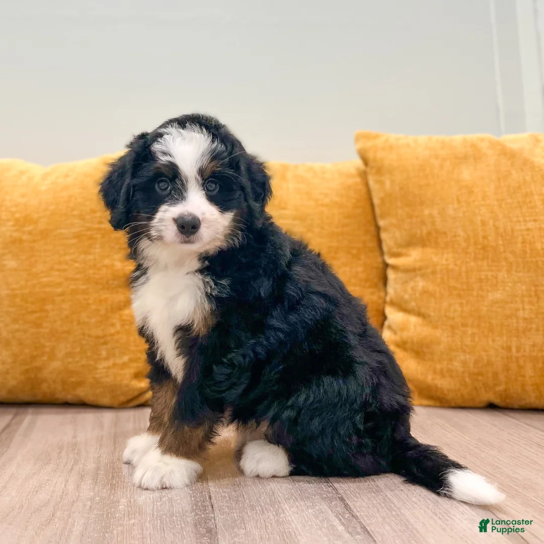Mini Bernedoodle dogs for sale: Isabella - Ad 1