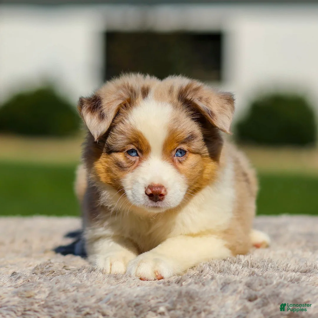 Miniature Australian Shepherd dogs for sale: Harper - Ad 1