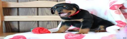 Rottweiler dogs for sale: Romeo - Ad 3