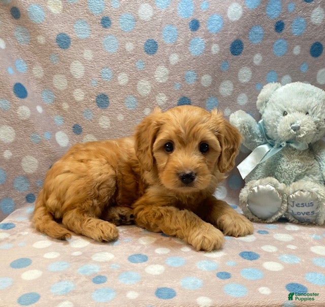 Cavapoo dogs Oscar - Ad 1
