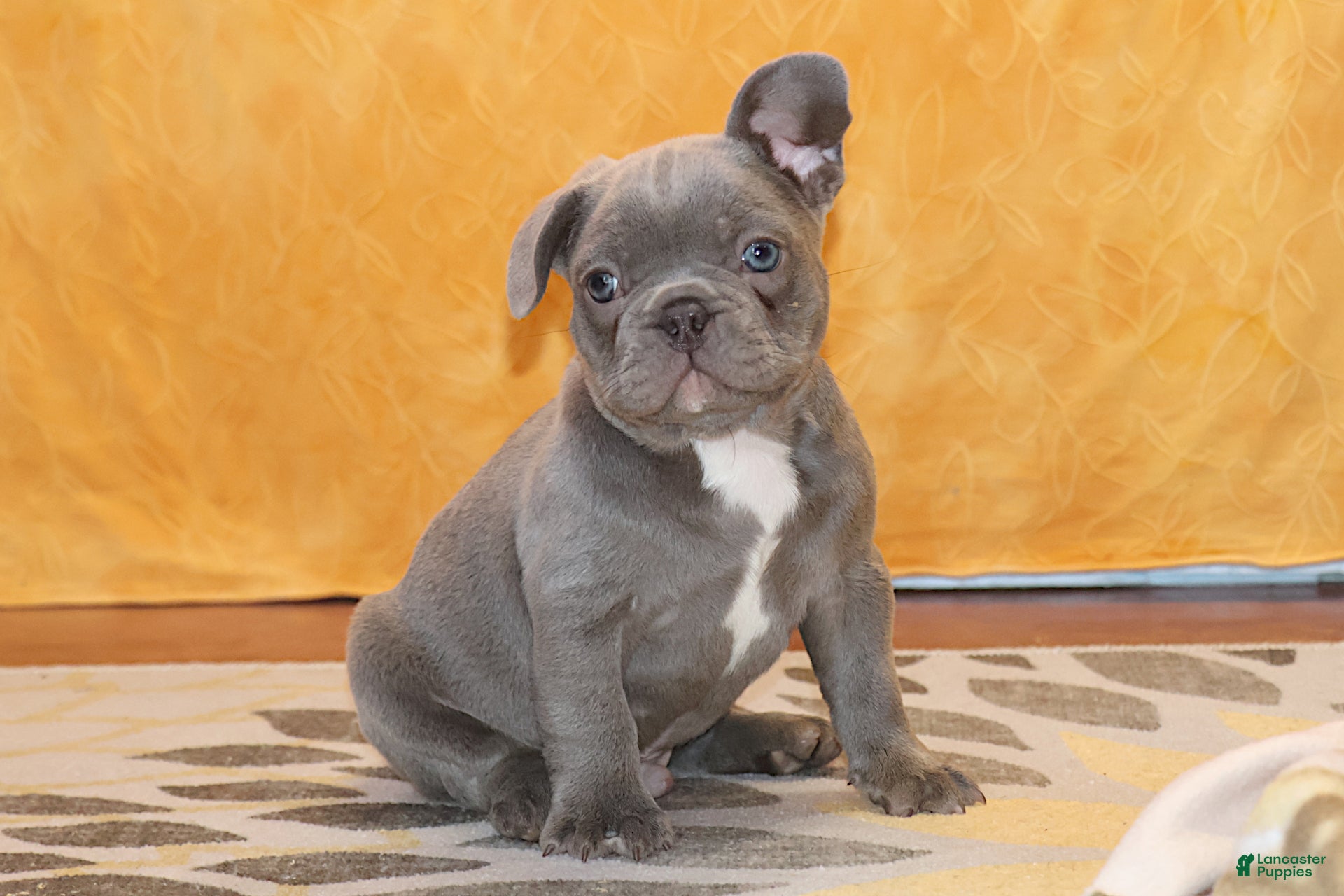 French Bulldog dogs Sander - Ad 30