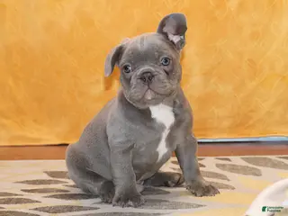 French Bulldog dogs Sander - Ad 19