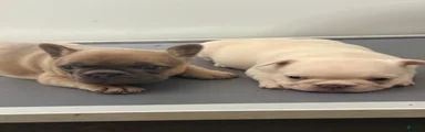 DIVA