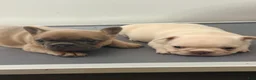 French Bulldog dogs for sale: DIVA - Ad 1