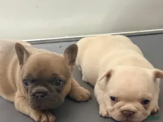 French Bulldog dogs DIVA - Ad 10
