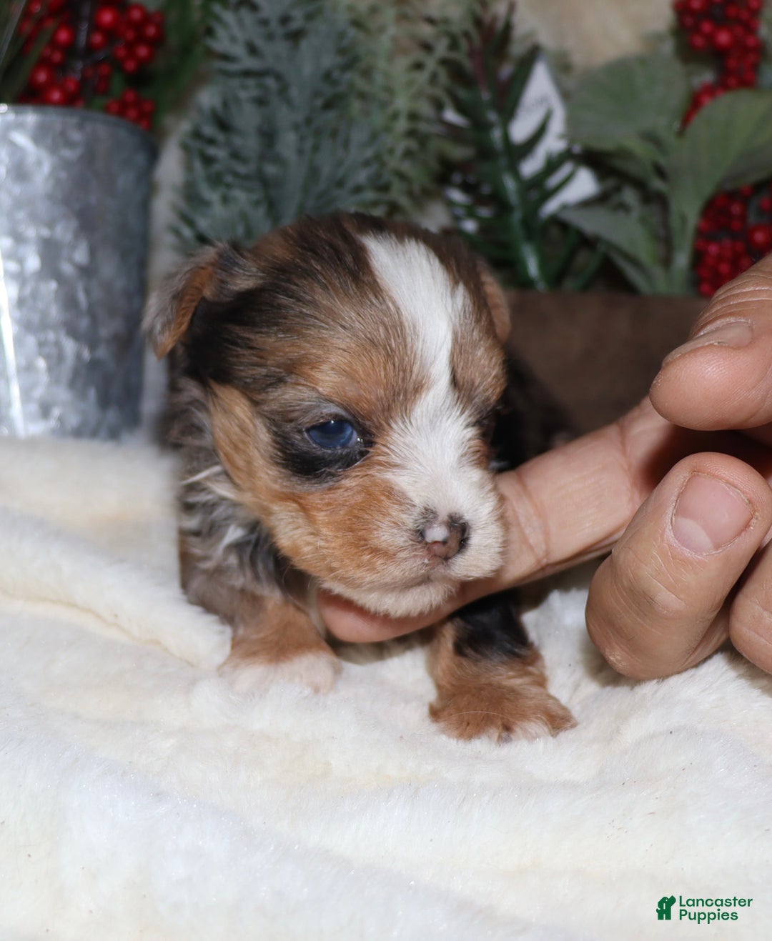 Yorkshire Terrier dogs for sale: Ella - blue merle - Ad 10