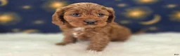 Cavapoo dogs for sale: Denali - Ad 19