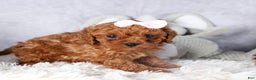 Cavapoo dogs for sale: OMA - Ad 7