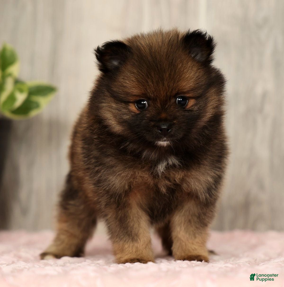 Pomeranian dogs Cookie - Ad 2