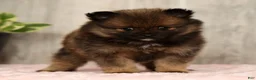 Pomeranian dogs for sale: Cookie - Ad 2