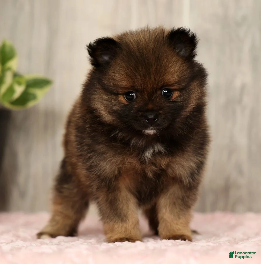 Pomeranian dogs for sale: Cookie - Ad 2