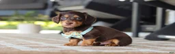 Miniature Dachshund dogs for sale: Warren - Ad 13