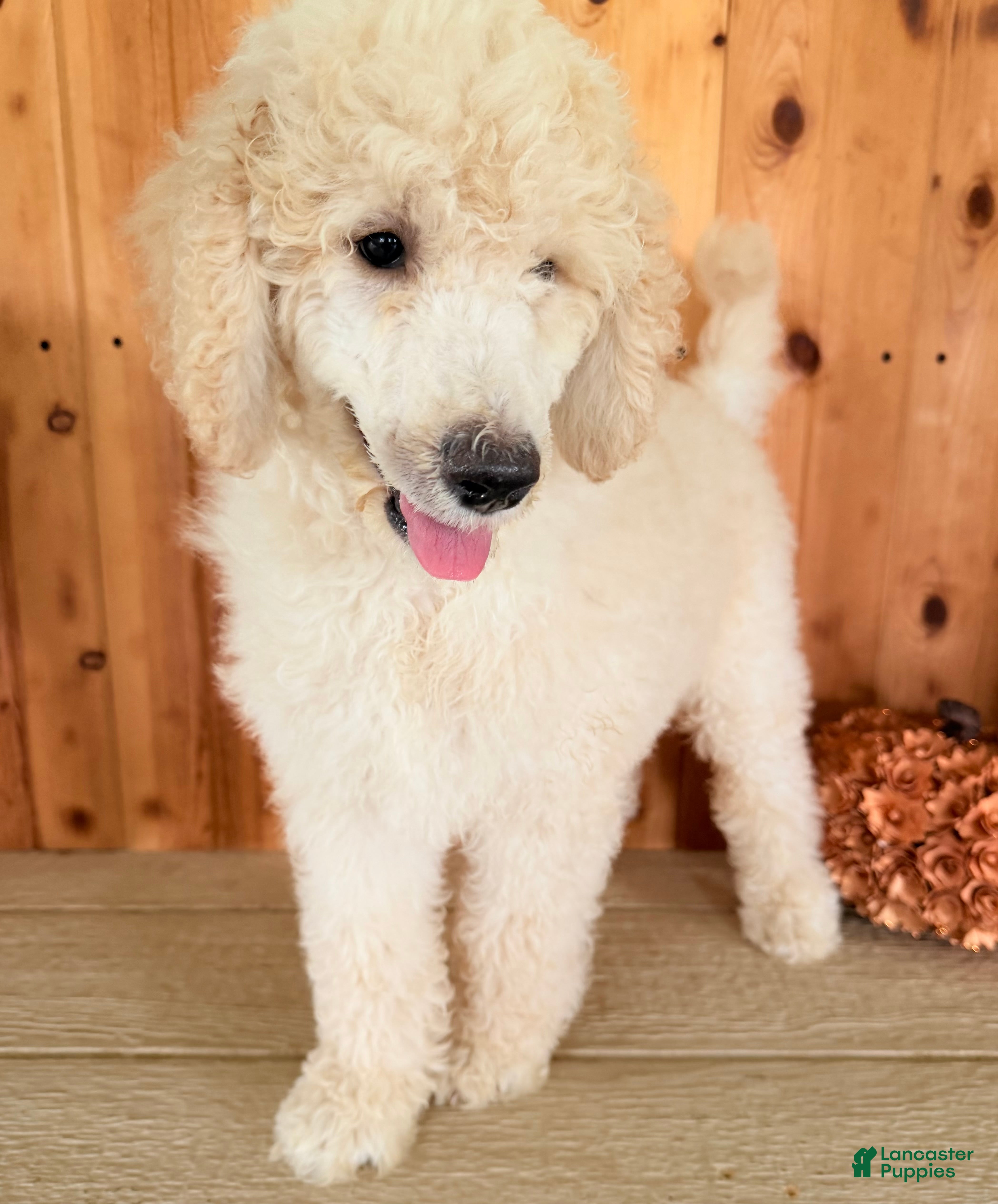 Standard Poodle dogs Midas  - Ad 1