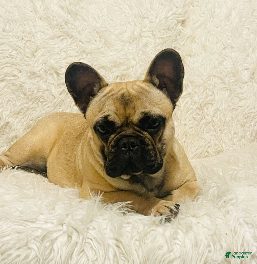 French Bulldog dogs for sale: Lilac Blue Male - Ad 6
