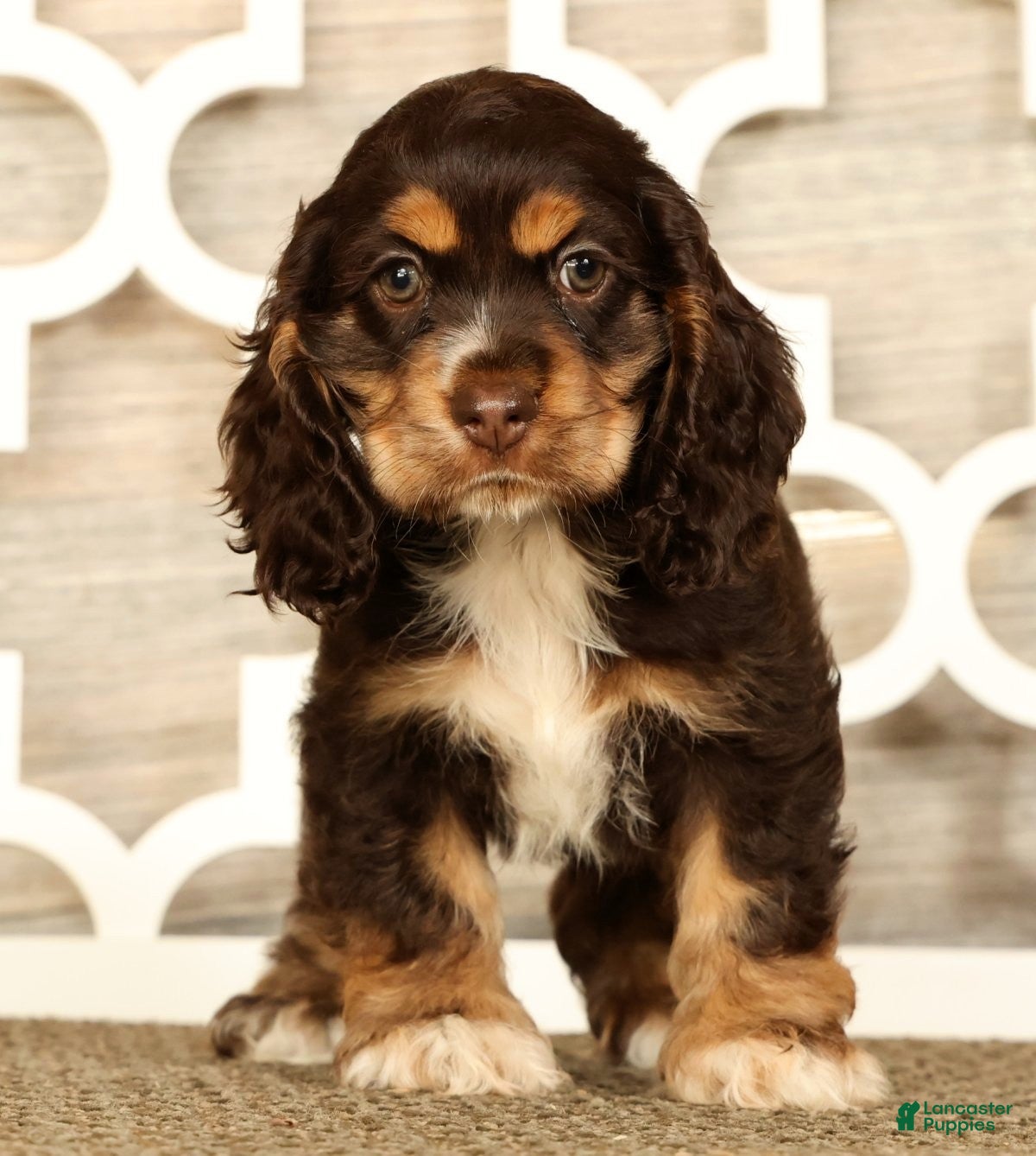 Cocker Spaniel dogs Lucy - Ad 1
