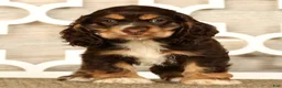 Cocker Spaniel dogs for sale: Lucy - Ad 1