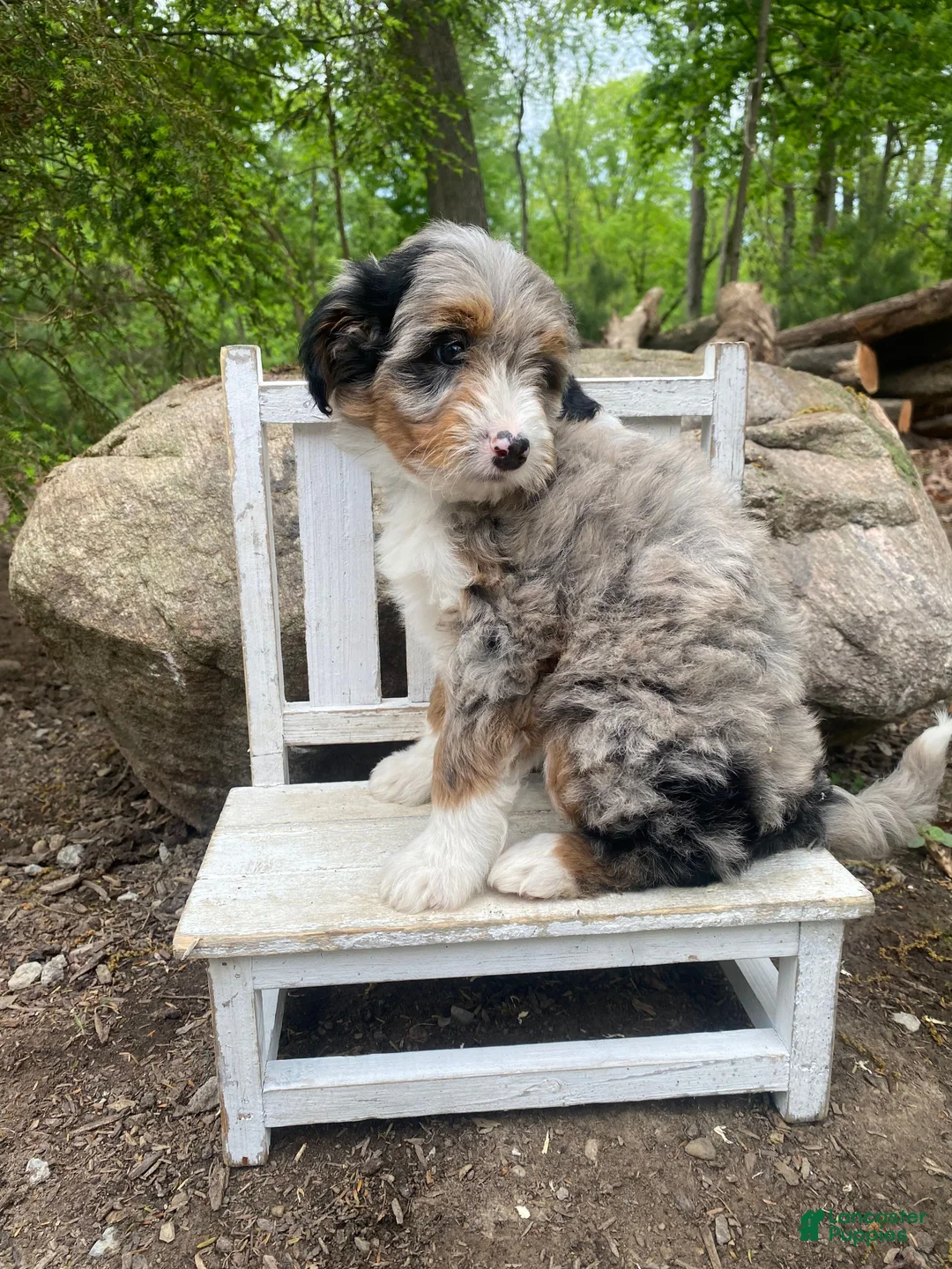 Bernedoodle dogs for sale: Missy - Ad 2