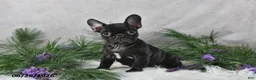 Frenchton dogs for sale: Mercy - Ad 5