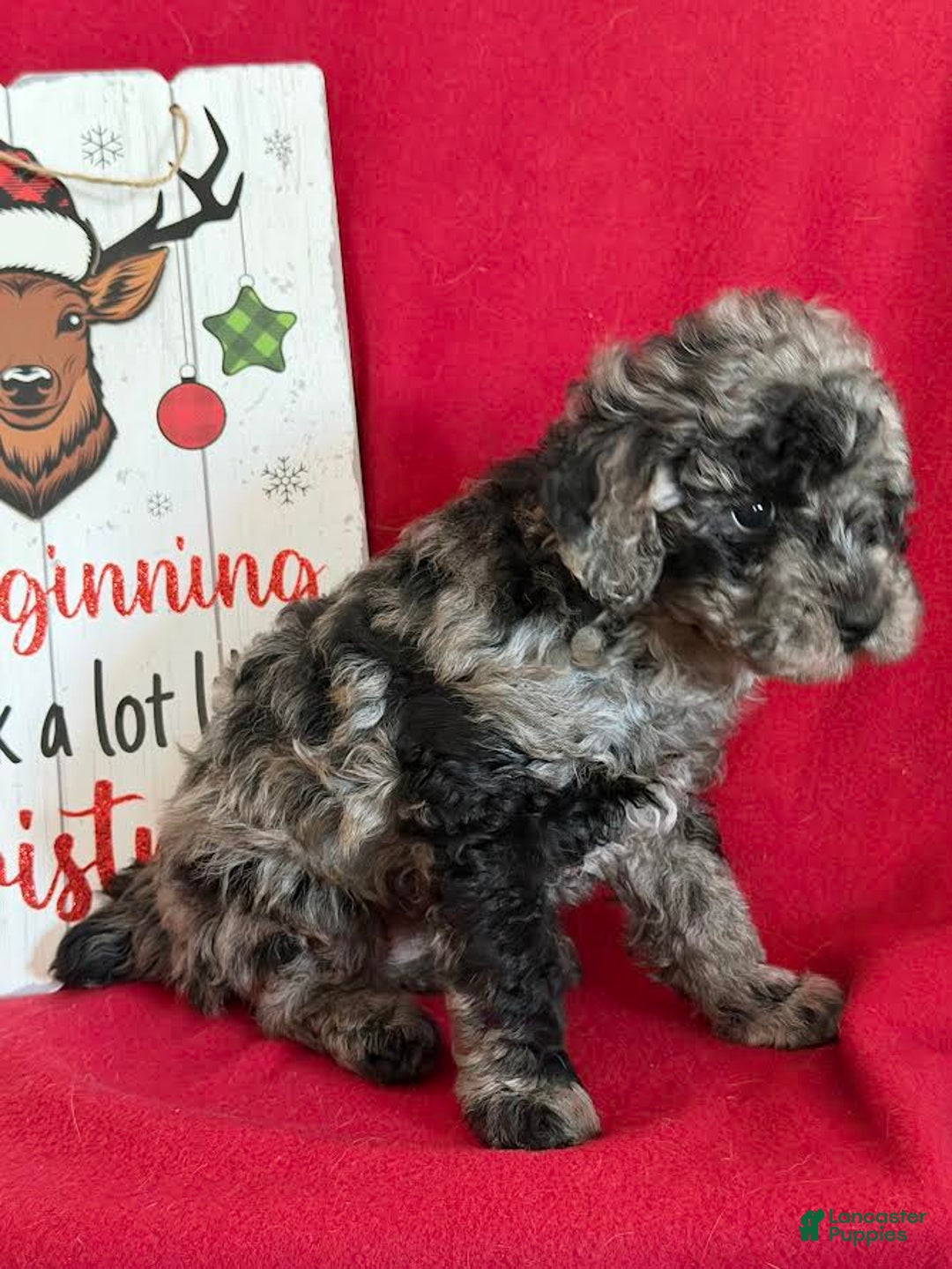 Miniature Poodle dogs for sale: Julia - Ad 3