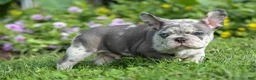 French Bulldog dogs for sale: 🐾 Magnes - Ad 17