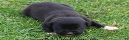 Great Dane dogs for sale: Mitzi - Ad 3
