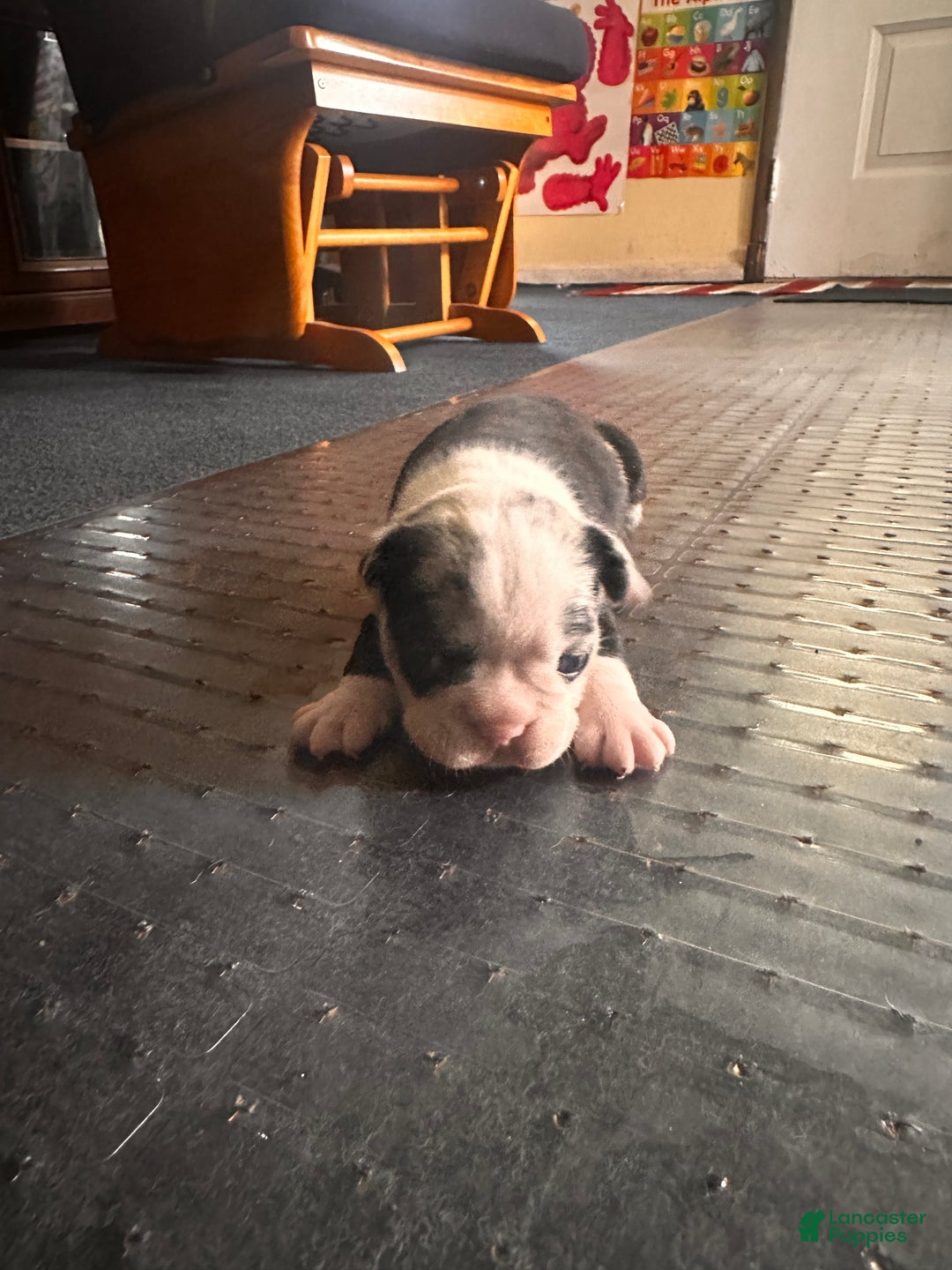 Mixed Breed dogs for sale: Honey - Ad 11