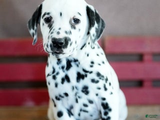 Dalmatian dogs Bundt - Ad 3